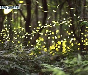 [영상] 반딧불이 춤추는 산양곶자왈