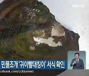 소양호 멸종위기 민물조개 '귀이빨대칭이' 서식 확인