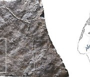 발자국이 '빼곡'..한반도 익룡들 '군집생활 화석' 세계 첫 발굴