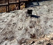 화순서 세계 첫 익룡 군집생활 증거 화석 발굴