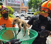 포항서 아파트 화단 배회하던 새끼 멧돼지 2마리 포획