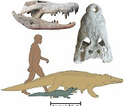 [핵잼 사이언스] 인류의 조상 위협했던 거대 난쟁이 악어 화석 발견