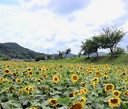 [풍경] 옥천군 보청천변 해바라기꽃 만개..'노란 물결' 출렁