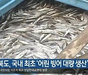 경북도, 국내 최초 '어린 빙어 대량 생산' 성공