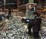 정부, 어획량 제한 어종에 조기·갈치·삼치 추가..멸치는 시범 적용
