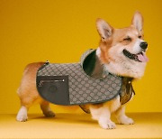 From mini couches to feeding mats, Gucci launches pet collection
