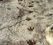 화순서 익룡 무리생활 화석 세계 첫 발견