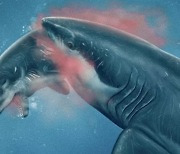 [핵잼 사이언스] '괴물 상어' 메갈로돈, 향유고래 머리도 뜯어먹었다