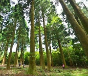산림청, 오는 2026년까지 숲길 2만km 조성