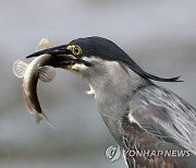 물고기 사냥한 검은댕기해오라기