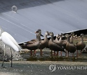 먹이 사냥하는 노랑부리백로