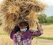 밀·옥수수 가격과 반대로 가는 쌀..올해 국제시장 가격 17%↓