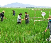 '불리한 조건'에도 농작물 비배관리하는 북한 농민