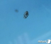 어린 갑오징어 5만마리 궁평항 연안 방류
