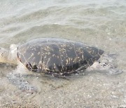 바다거북 뱃속에는 인간의 '저주'가 .. 국내 연안 플라스틱 쓰레기 먹고 폐사한 거북 연구