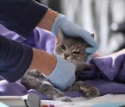 태국서 고양이한테 코로나19 감염된 사람 첫 보고