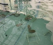 경기도 해양수산자원연구소, 어린 갑오징어 방류