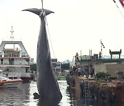 [풀뿌리 해양K] 동해에서 희귀 고래 잇따라 발견 외