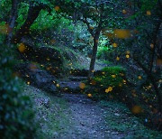 [남도찰칵] 전남 완도수목원 밝히는 '황록빛 반딧불'