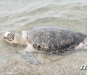 바다거북 뱃속에 왜 육상 쓰레기가..플라스틱 섭취 심각 '멸종위기'