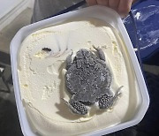 美 유명 아이스크림서 죽은 두꺼비가 '꽁꽁'.."이젠 못 사먹겠다"