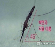 말라리아 환자 이달 63명 발생..전월의 2배로 급증