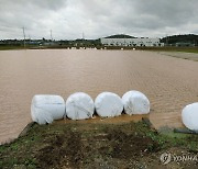 폭우로 농작물 재배지 3천㏊ 침수..서산·당진·화성시 등 피해