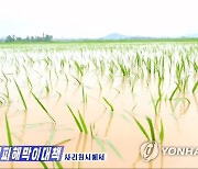 북한 사리원시 협동농장에 침수된 논벼들