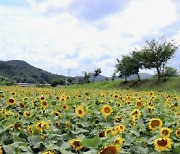 옥천군 청성면 산계교 밑 보청천변 노랗게 물들어