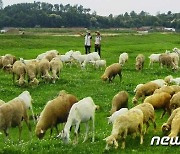 북한, 당의 축산정책 관철 위해 '축산물 생산 확대' 촉구