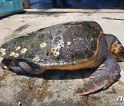 강원 고성 해상서 해양생물보호종 '붉은바다거북' 혼획