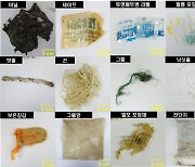 멸종위기종 바다거북 사체서 나온 해양플라스틱이 무려 118g
