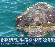 고성 아야진항 인근에서 '붉은바다거북' 죽은 채 발견