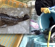 후쿠시마 원전 항만에 세슘 물고기.."원전 오염수 관리 불능"