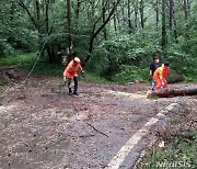 나무 쓰러지고 도로·주택 침수 등 인천지역 피해 잇따라