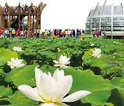 백련카페에서 바라보는 연꽃 향연..무안연꽃축제, 3년만에 열린다