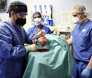 '돼지 장기 인간 이식' 임상시험 가능해질까?
