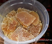 YEMEN AGRICULTURE HONEY FAIR