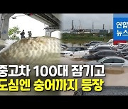 [영상] 330mm 물폭탄..한강 거슬러 올라가는 숭어 '펄떡'