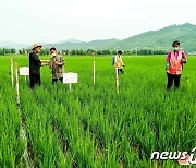 북한, 올해 농업 수확량 달성 위해 홍수 피해 예방에 주력