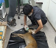 [현장 36.5] 야생의 '삶'을 회복하는 곳, 야생동물구조센터