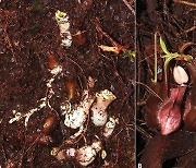 땅속에서 벌레·유충 잡아먹는 '육식 식물' 발견됐다