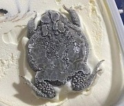 "으악!" 아이스크림과 섞여 냉동된 두꺼비 사체에 '충격' [해외토픽]