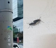 "베란다에 '러브버그' 수백 마리"..수도권 피해 지역 점차 확산