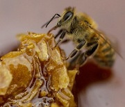성난 꿀벌 2500만 마리의 습격..소방대·순찰대 출동 4시간 난리났다