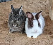 [가족] 송도 '죽음의 토끼섬'서 구조된 토끼 18마리
