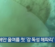 남해안 올여름 첫 '강 독성 해파리' 발견