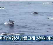 고래바다여행선 참돌고래 2천여 마리 발견