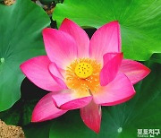 [포토친구] 조계사의 아름다운 연꽃