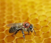 꿀벌 줄어드는데.. 호주가 수천만 마리 불태운 이유는?